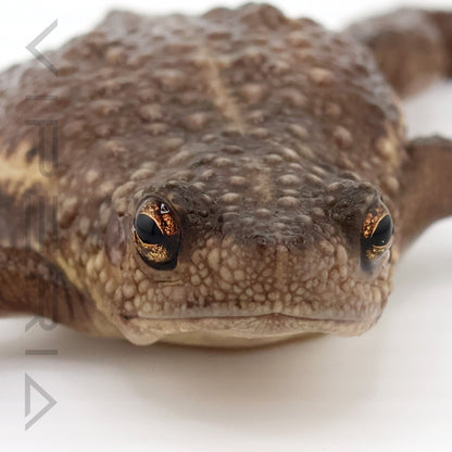 False Toad
