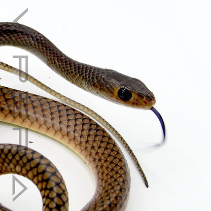 Chinese Rat Snake