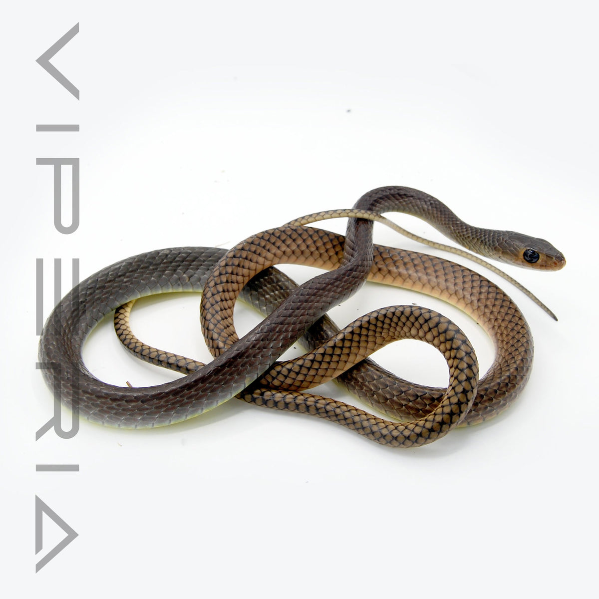 Chinese Rat Snake