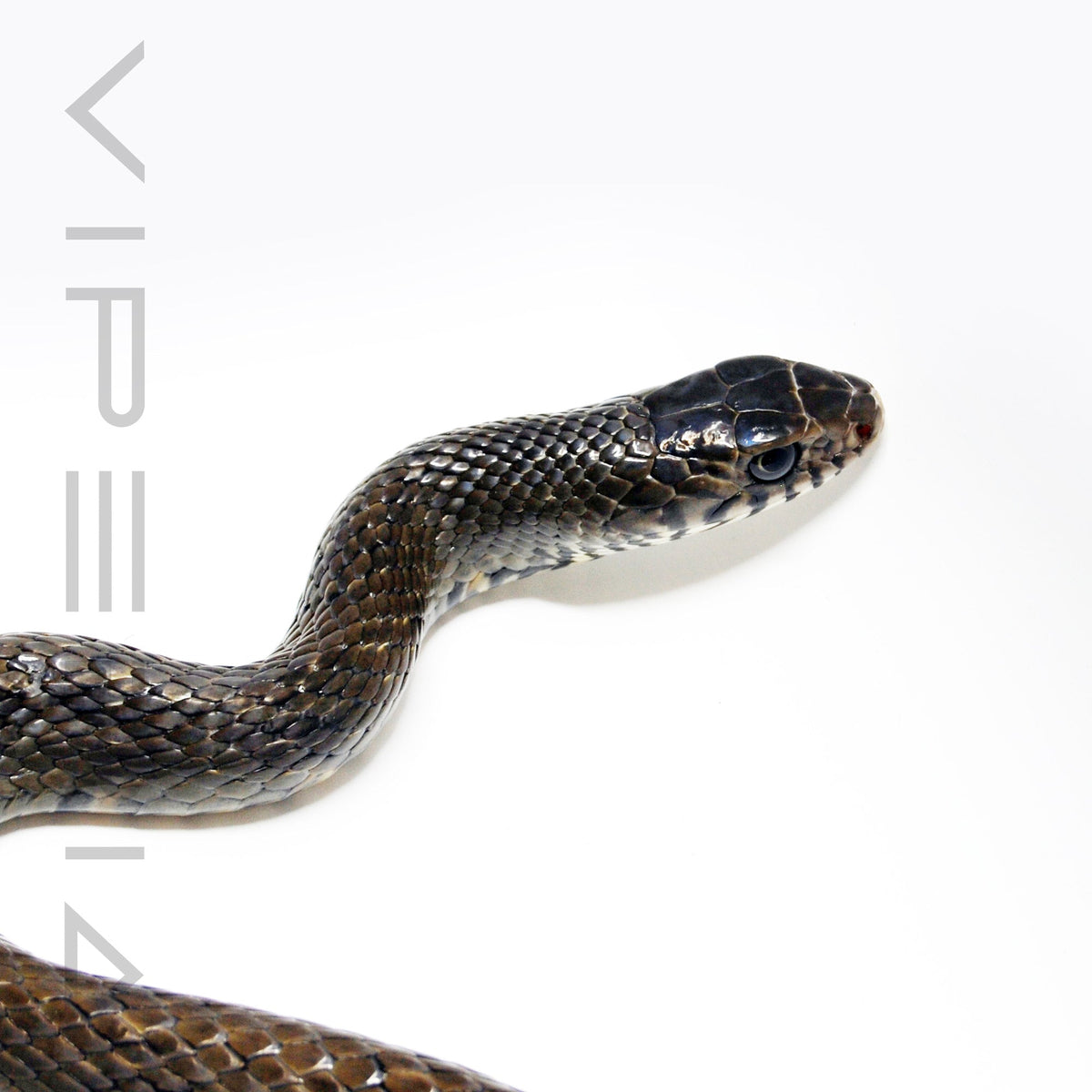 Oriental Rat Snake