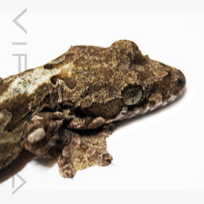 Kuhl's Flying Gecko