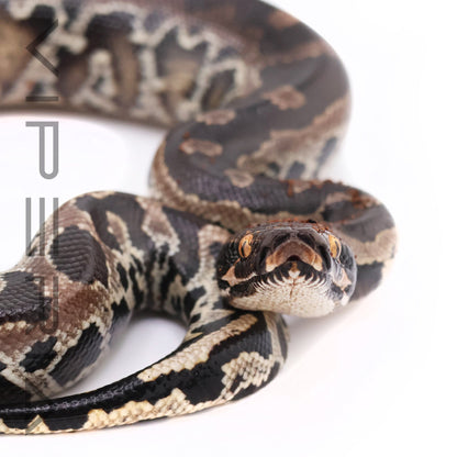 Sumatran short-tailed python