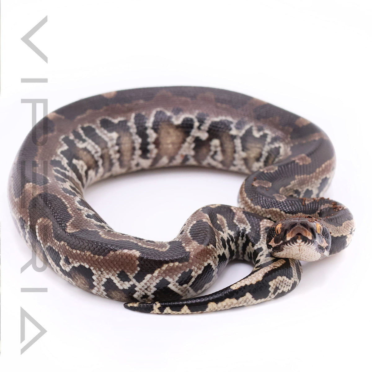 Sumatran short-tailed python