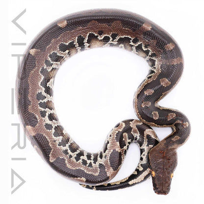 Sumatran short-tailed python