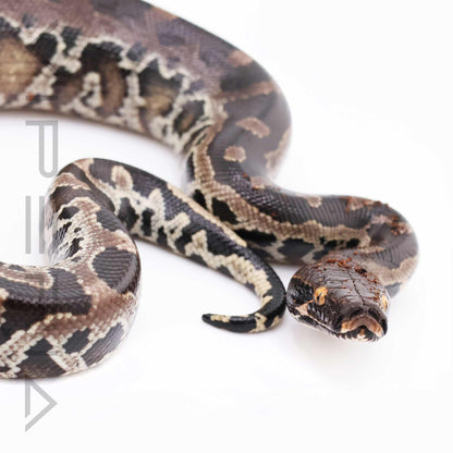 Sumatran short-tailed python
