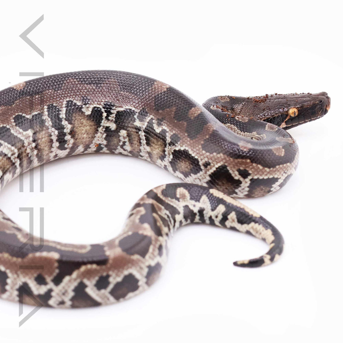 Sumatran short-tailed python