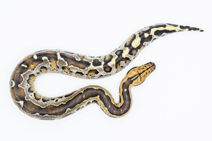 Borneo Python