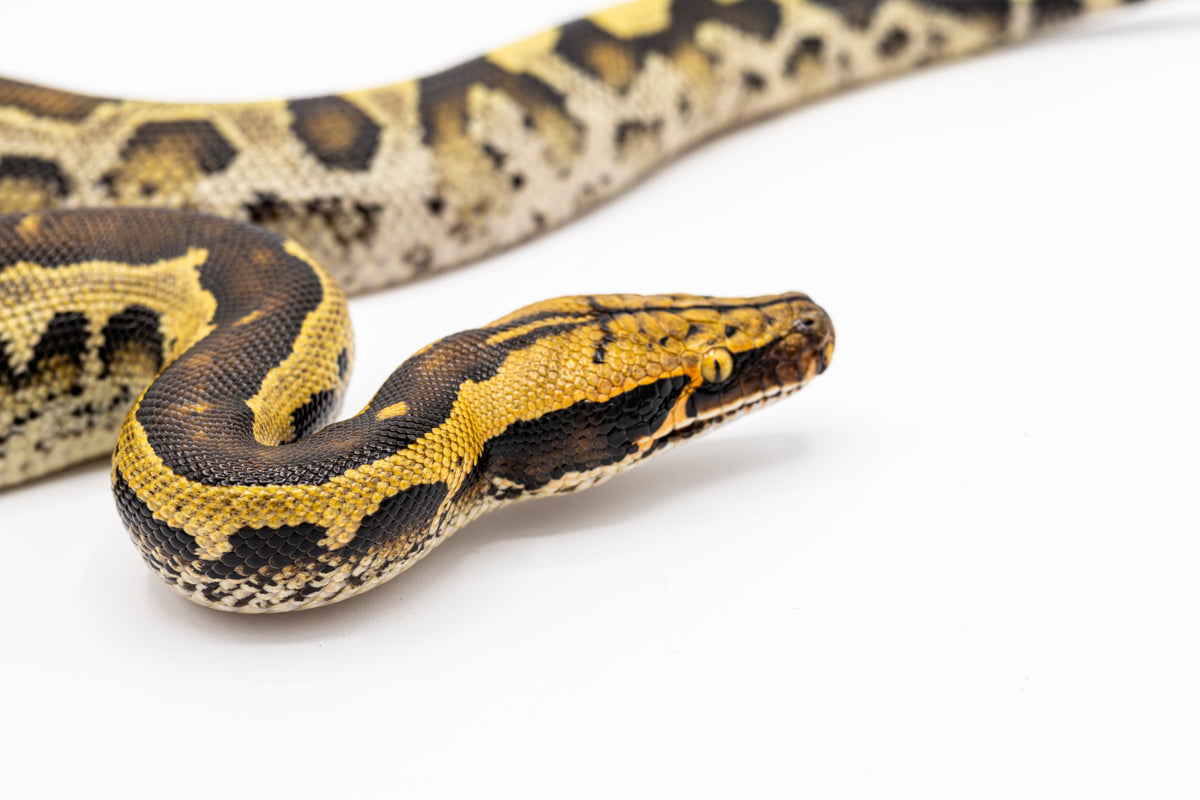 Borneo Python