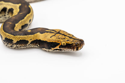 Borneo Python