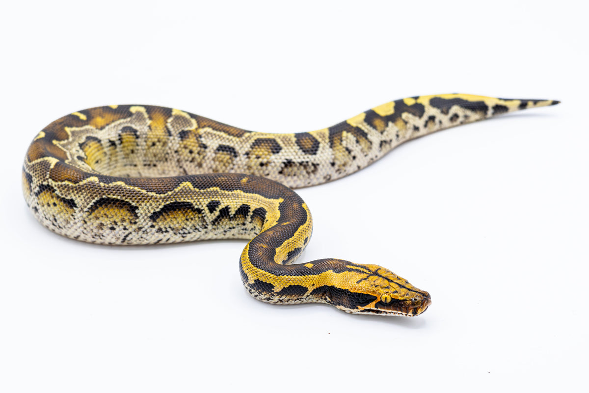 Borneo Python