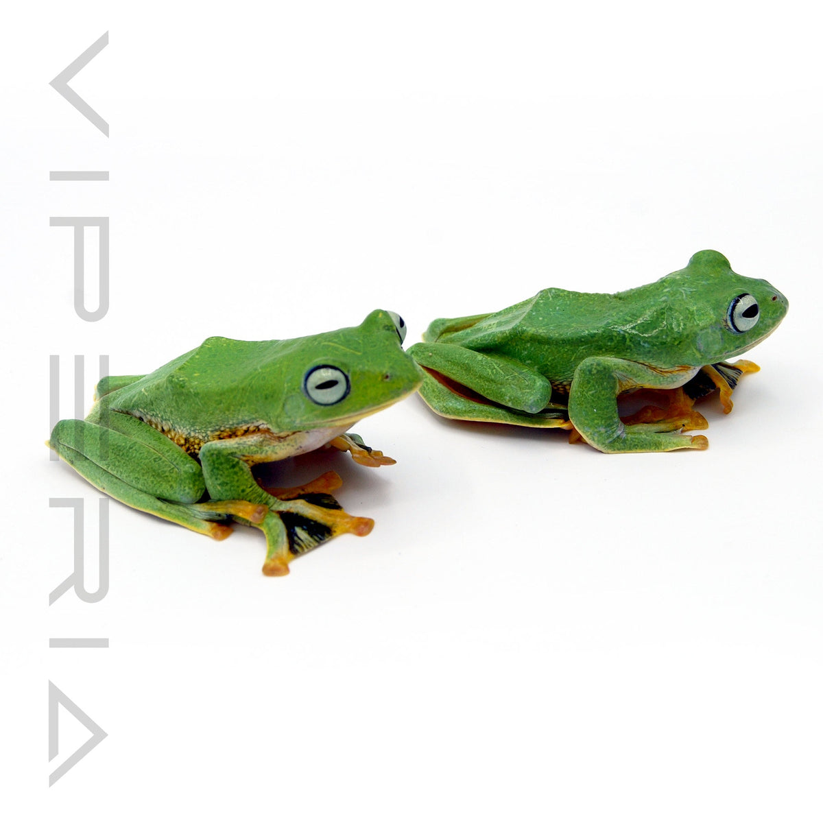 Black Webbed Flying Frog