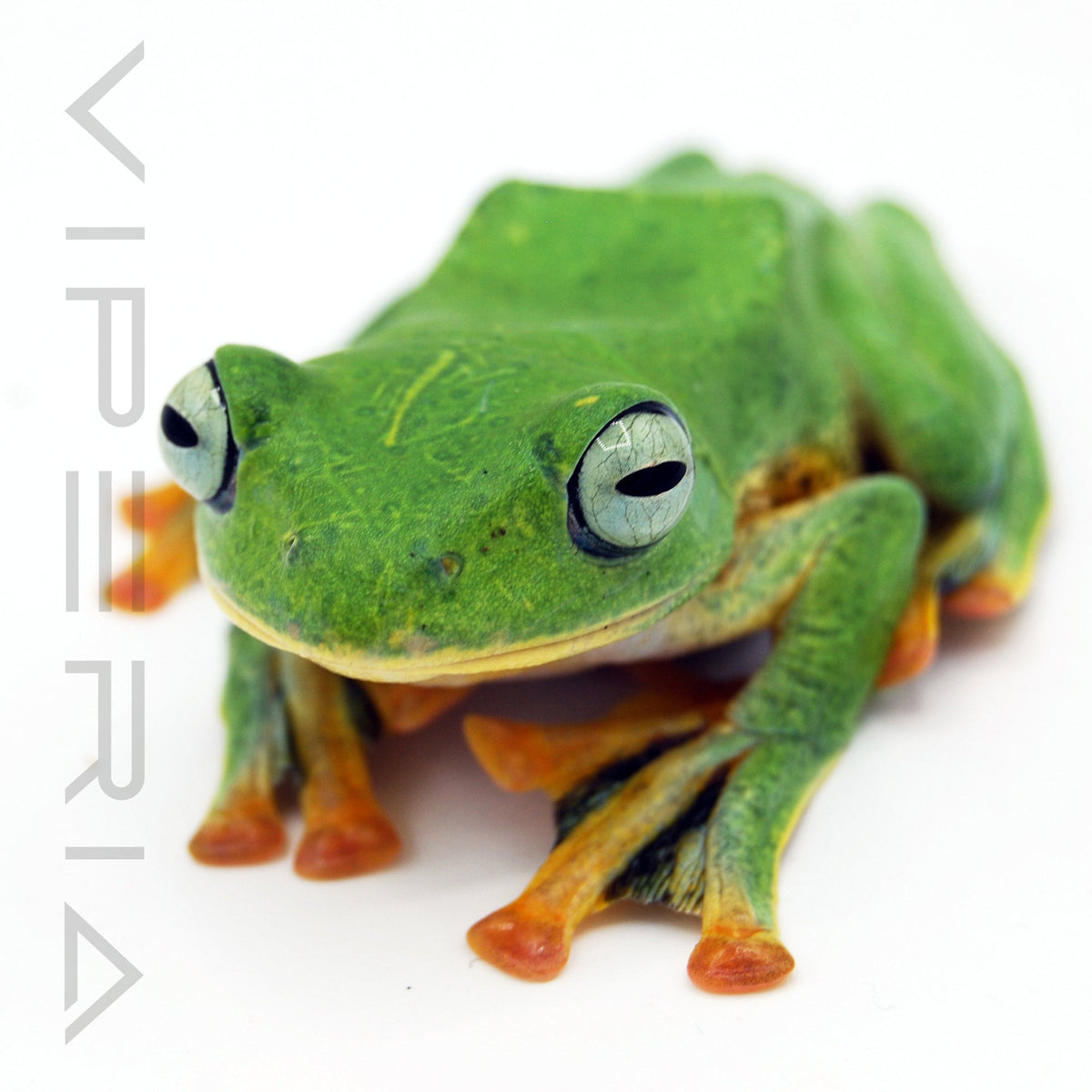Black Webbed Flying Frog