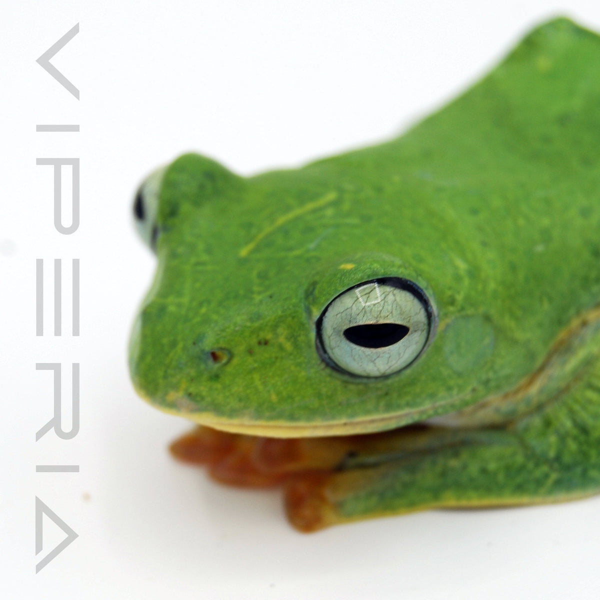 Black Webbed Flying Frog