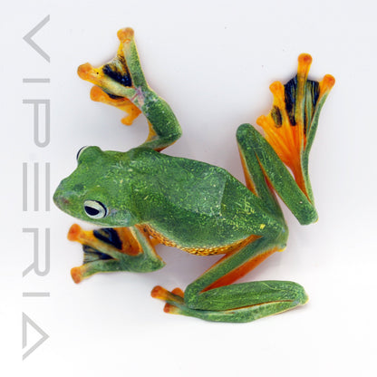 Black Webbed Flying Frog