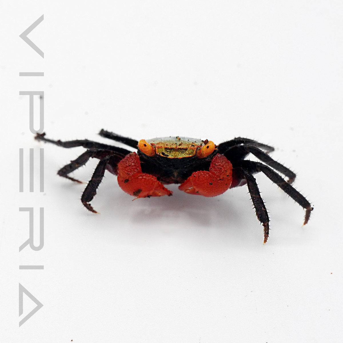 Rainbow vampire crab (blue)