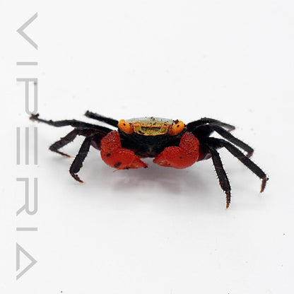 Rainbow vampire crab (blue)