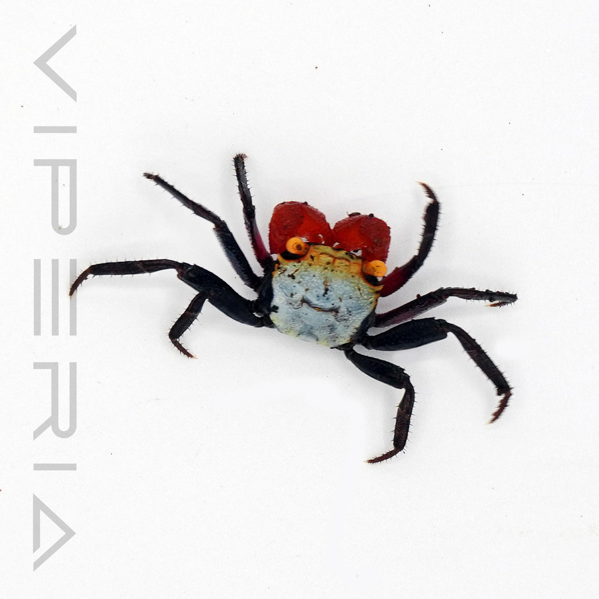 Rainbow vampire crab (blue)