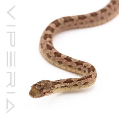 Het Scaleless Everglades Rat Snake