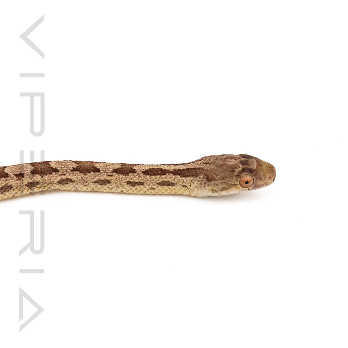 Het Scaleless Everglades Rat Snake