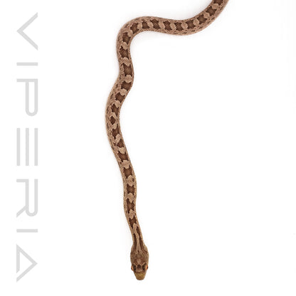 Het Scaleless Everglades Rat Snake