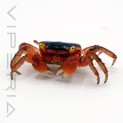 Red Apple Crab