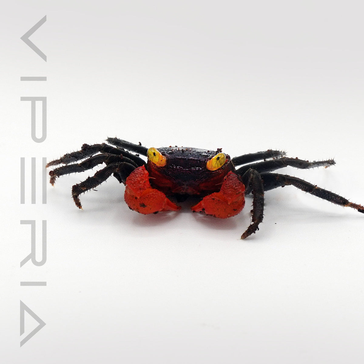 Red arm vampire crab