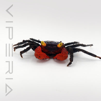Red arm vampire crab