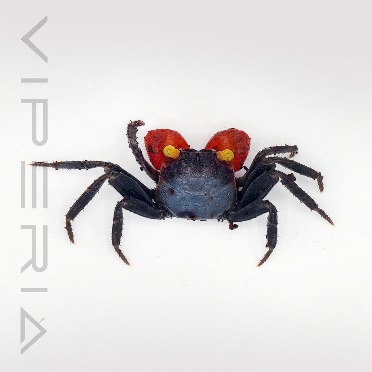 Red arm vampire crab