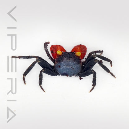 Red arm vampire crab