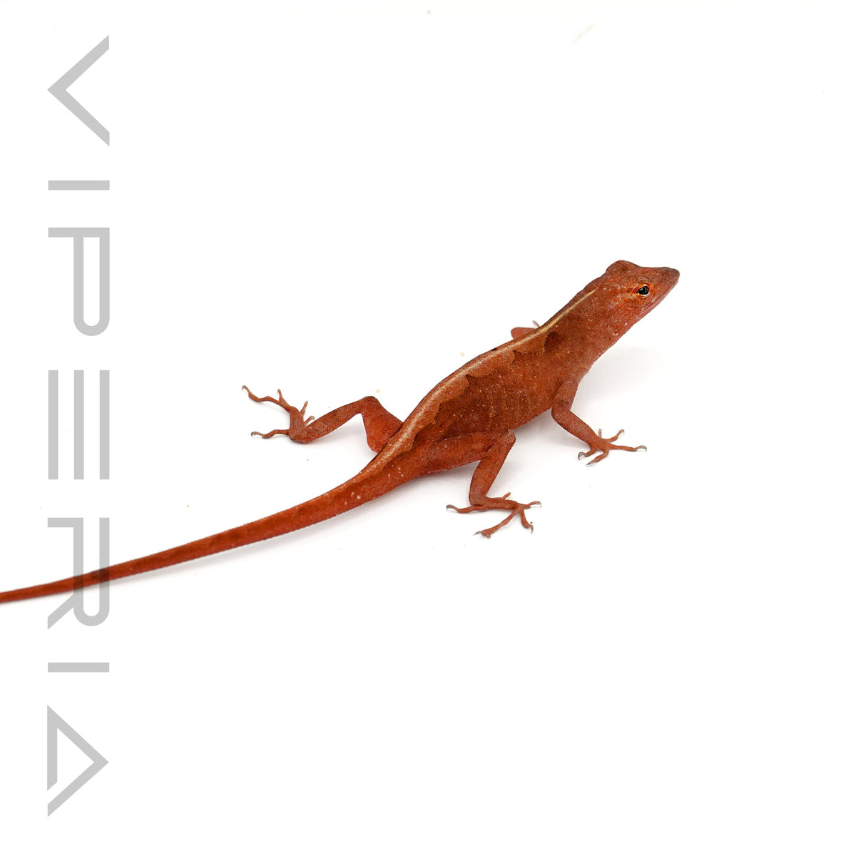Red Phase Brown Anole