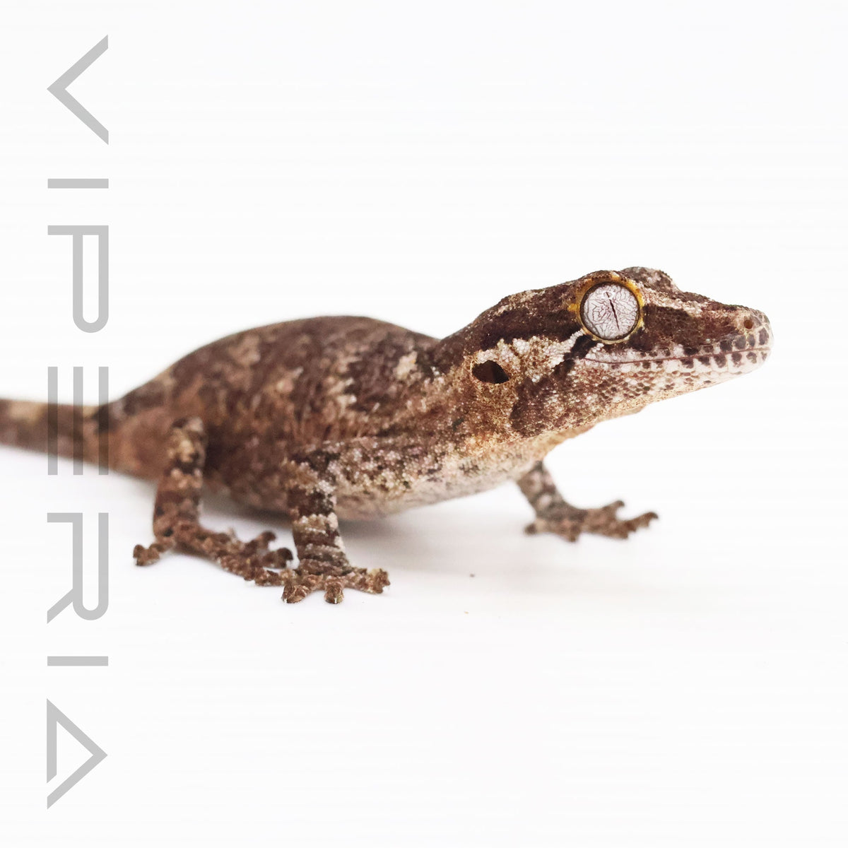 Gargoyle Gecko