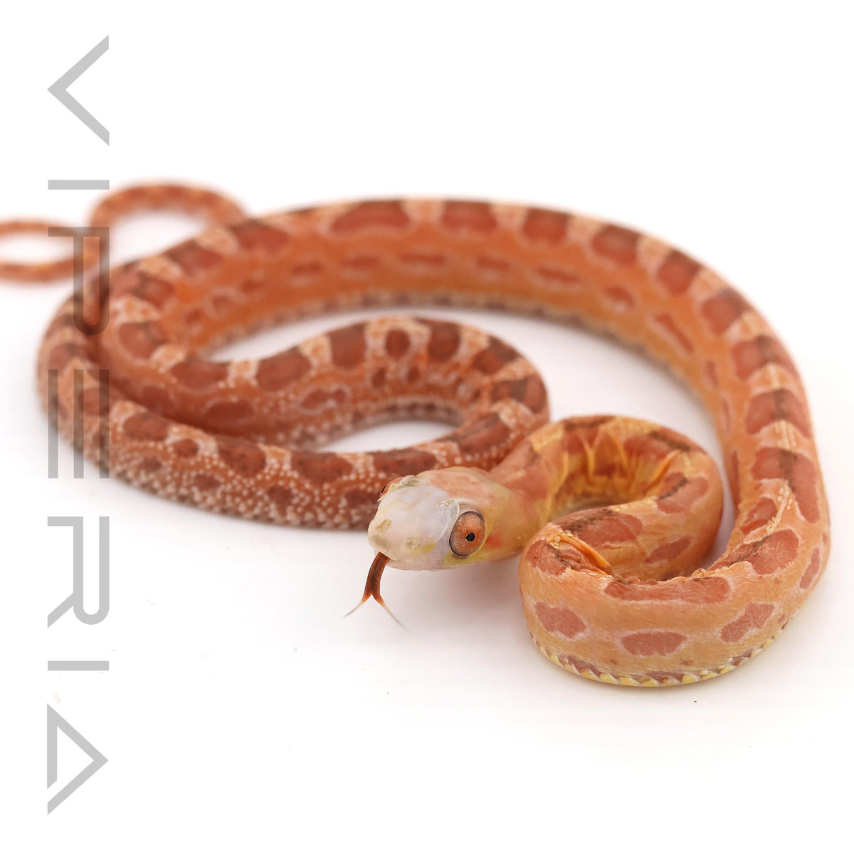 Scaleless Everglades Rat Snake
