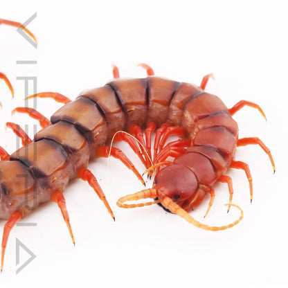 Malaysian Cherry Red Centipede