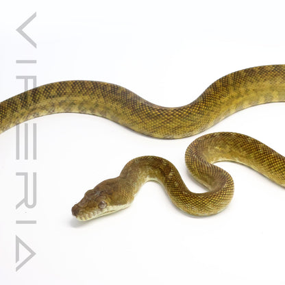 Moluccan python