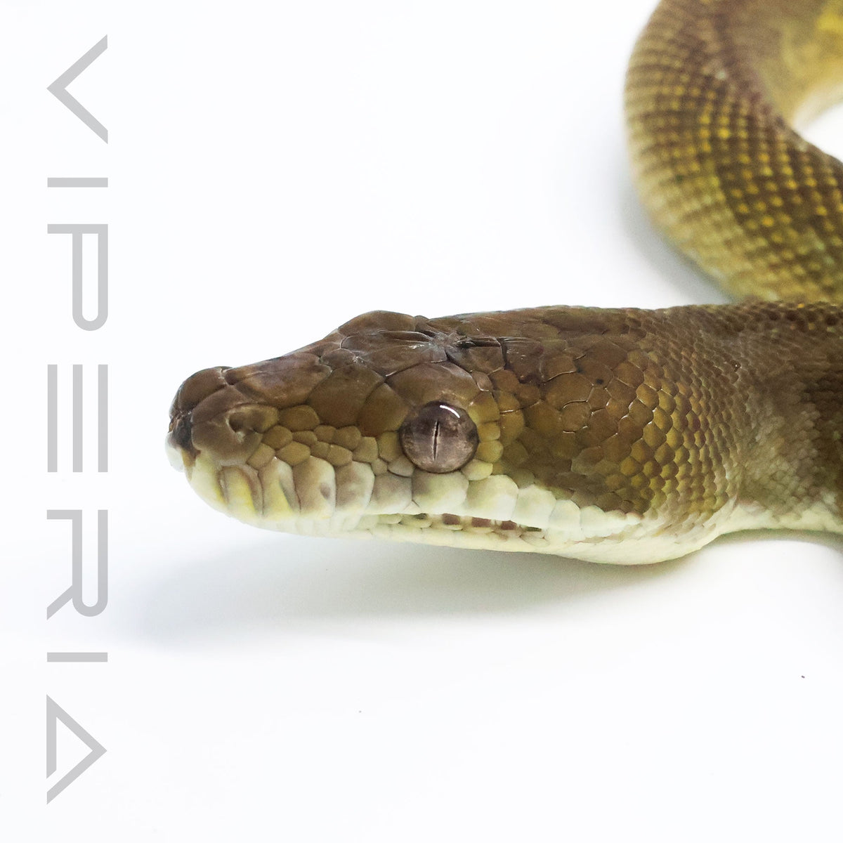 Moluccan python