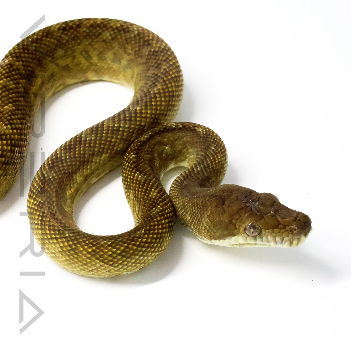 Moluccan python