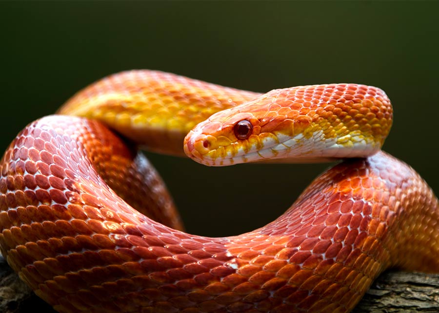Snakes
