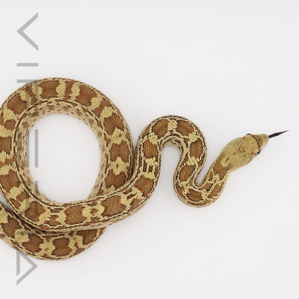 Sonoran Gopher Snake het Patternless Snake