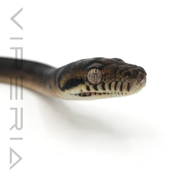 Sorong Scrub Python
