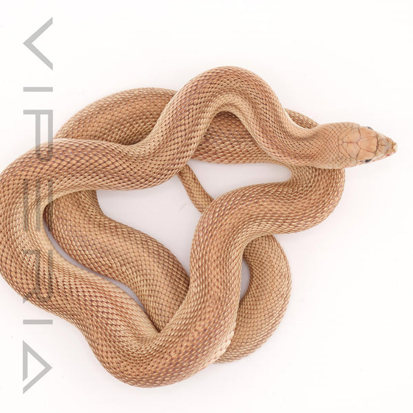 Southern Pine Snake