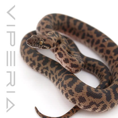Spotted Python