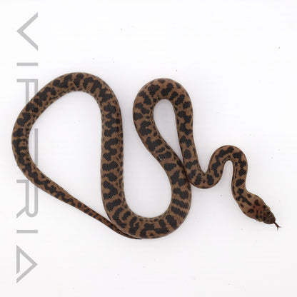 Spotted Python