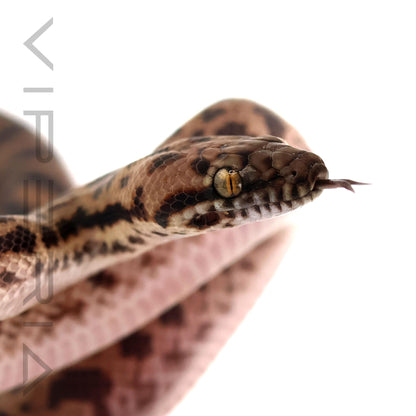Spotted Python