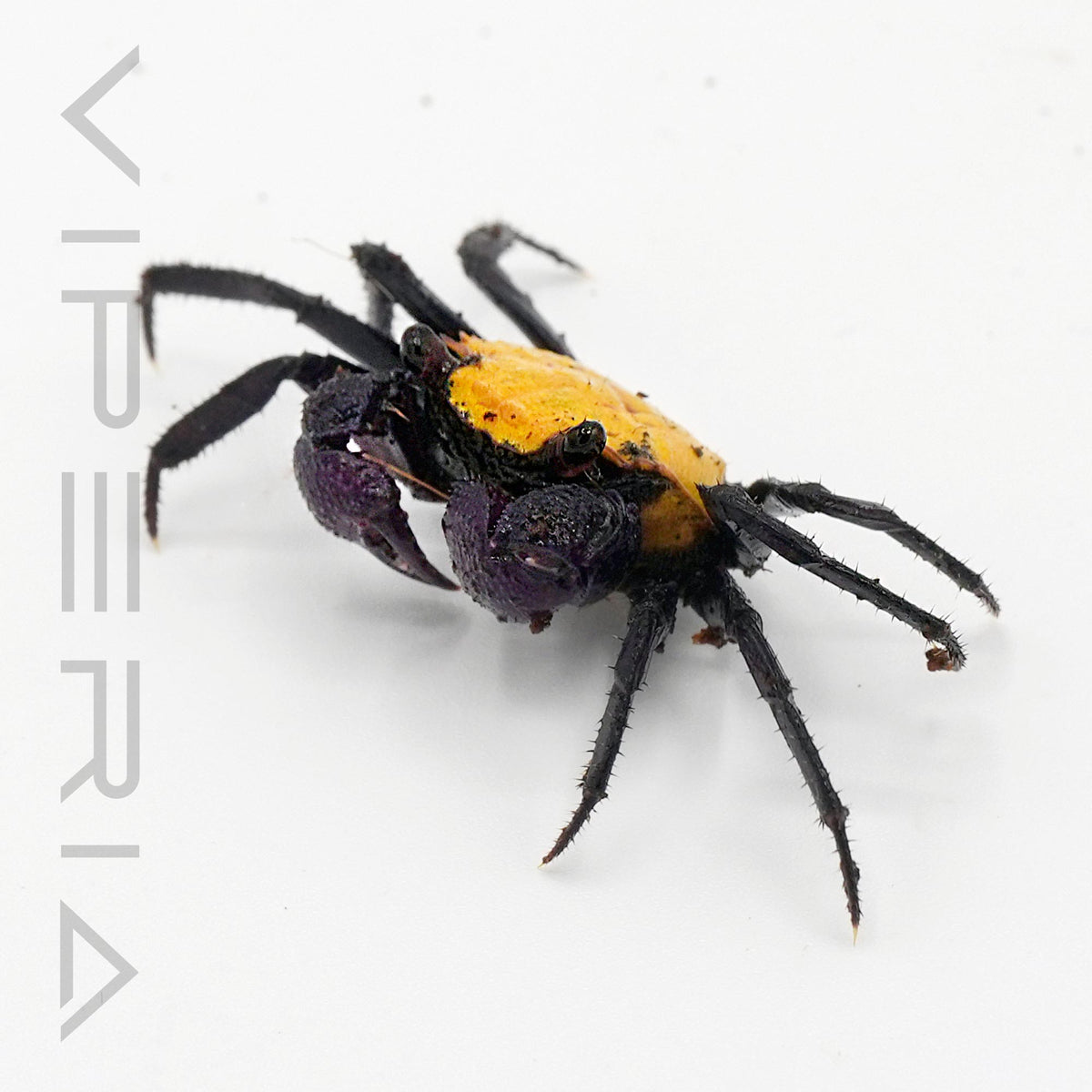Sunshine Vampire Crab
