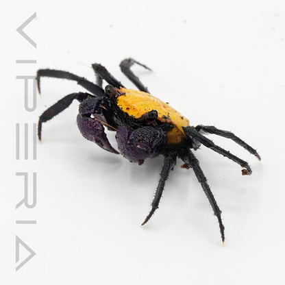 Sunshine Vampire Crab