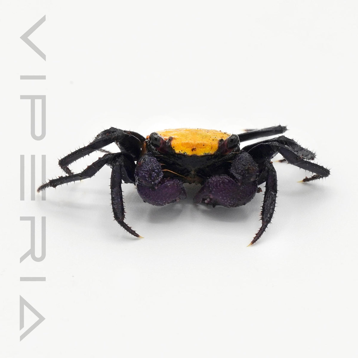 Sunshine Vampire Crab