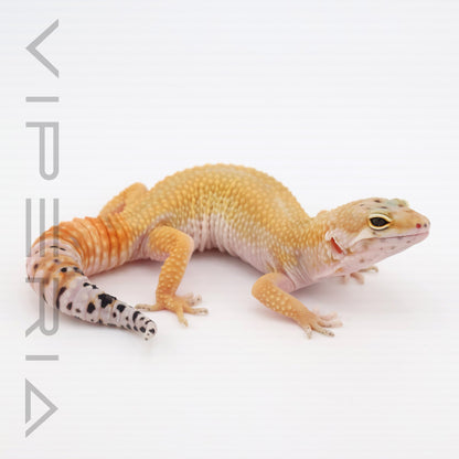 Super Hypo Leopard Gecko