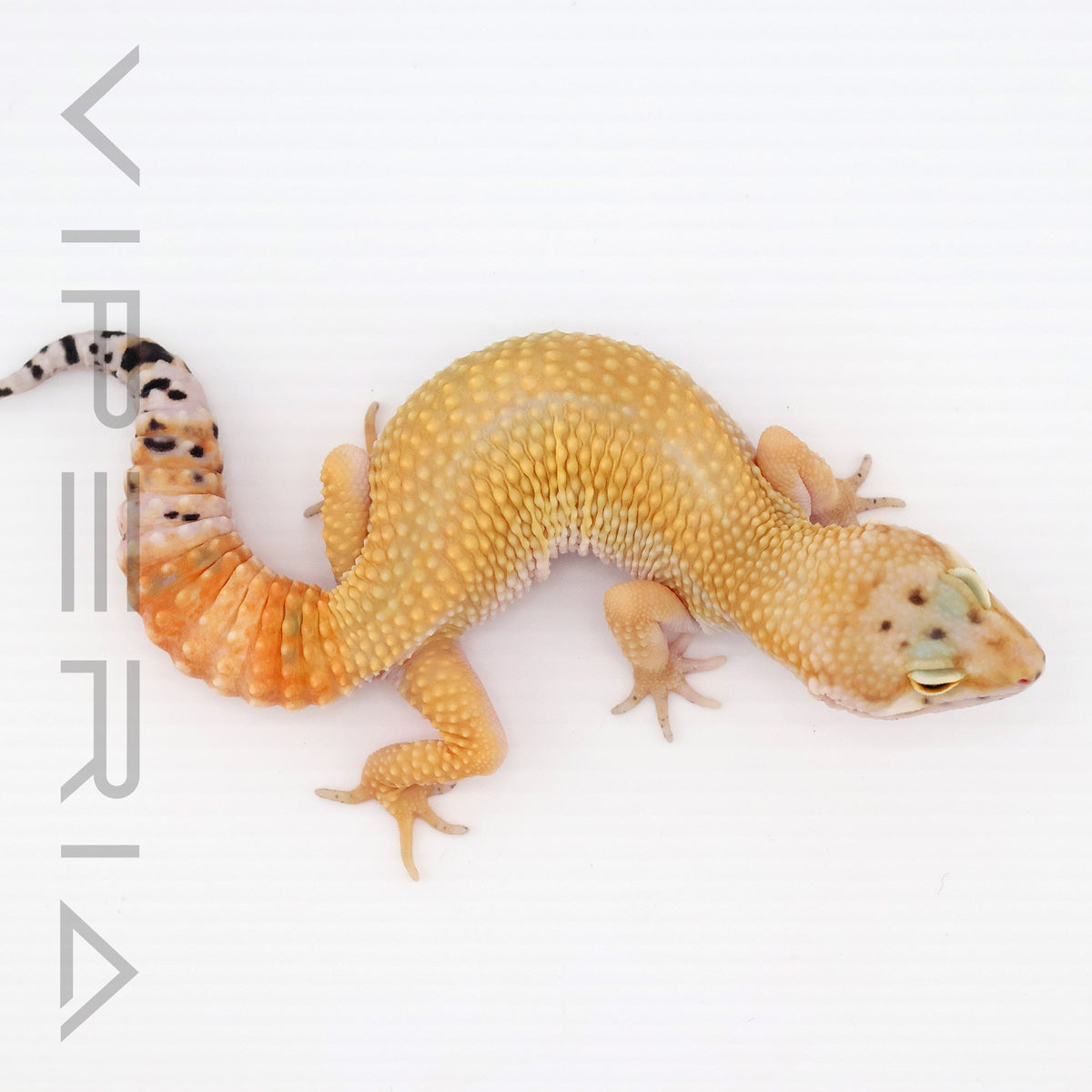 Super Hypo Leopard Gecko