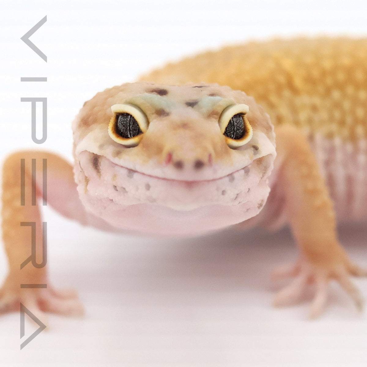 Super Hypo Leopard Gecko