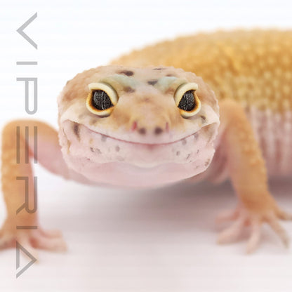 Super Hypo Leopard Gecko
